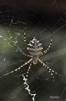 Radnetzspinne (Argiope lobata)